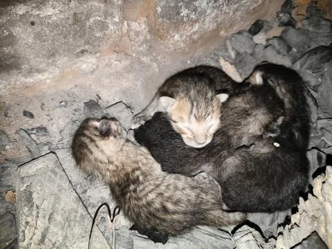 Tiny, newly born kittens. Stock Photos