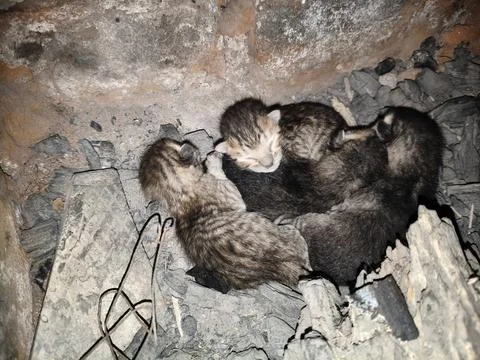 Tiny, newly born kittens. Stock Photos