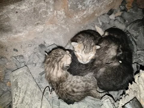 Tiny, newly born kittens. Stock Photos