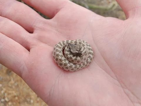 Tiny Night Snake Coiled in Hand Stock Photos
