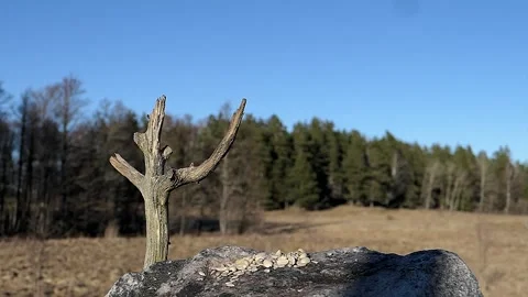 Tiny nuthatch lands to eat during golden hour. Stock-Footage 295821143