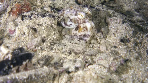 Tiny octopus digging itself in the sand 스톡 동영상 112476618