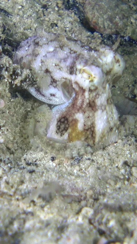 Tiny octopus digging itself in the sand Stock Footage 230209556