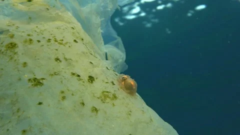 Tiny Octopus Drifting on Plastic Bag in the Ocean Stock Footage 332660594