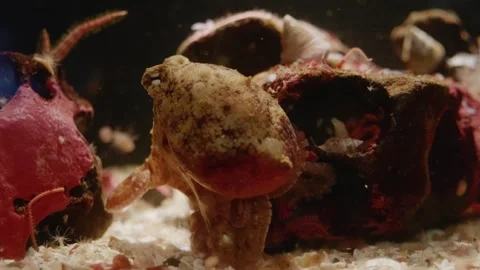 Tiny Octopus Hiding on the Seafloor in an Aquarium Stock Footage 320084358