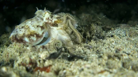 Tiny octopus moving over the sand trying to catch prey Stock Footage 112182911