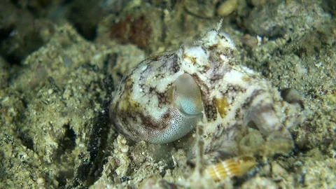 Tiny octopus moving over the sand trying to catch prey Stock Footage 112477036