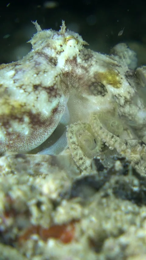 Tiny octopus moving over the sand trying to catch prey Stock Footage 227821338