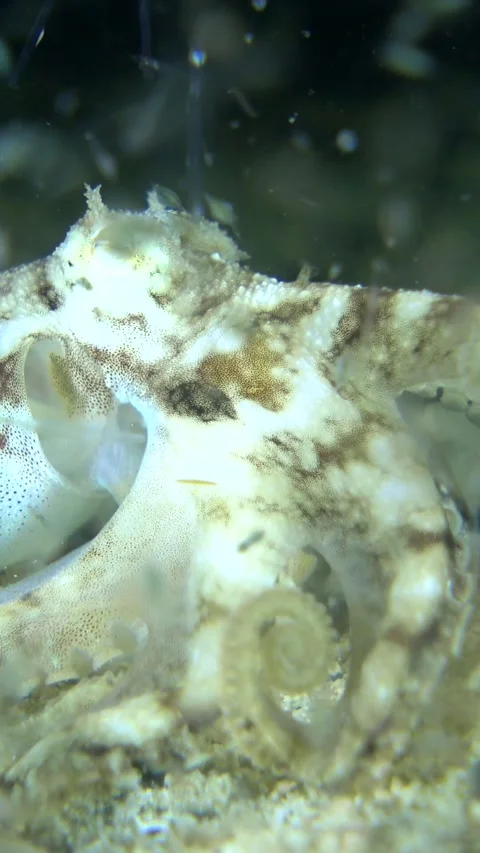 Tiny octopus moving over the sand trying to catch prey and swimming Stock Footage 230209562