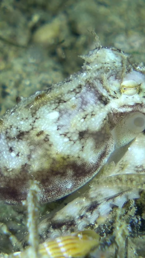 Tiny octopus moving over the sand trying to catch prey Stock-Footage 230209583