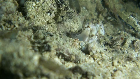 Tiny octopus with only eyes coming out of the sand Stock Footage 112183252