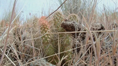 Tiny optunia columbiana cacti macro 2 Cactus Grande Ronde River Washington Video stock 81916474