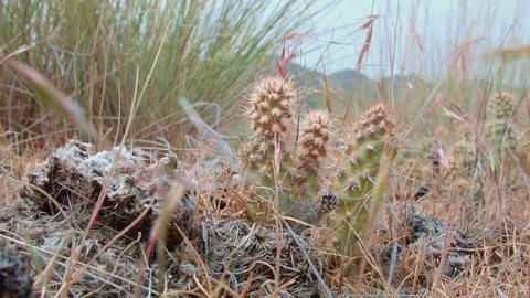 Tiny optunia columbiana cacti macro Cactus Grande Ronde River Washington Oregon Stock Footage 81916674