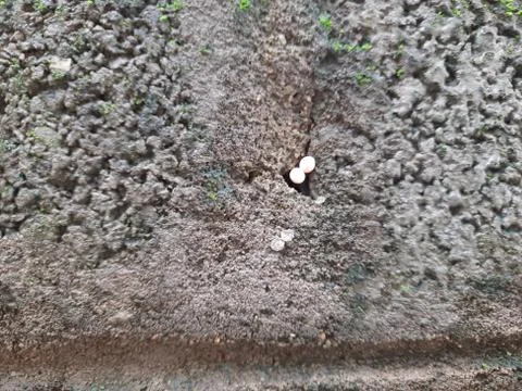 Tiny or Small Mushroom and Moss in a old wall Stock Photos