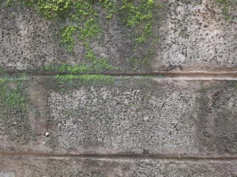 Tiny or Small Mushroom and Moss in a old wall Stock Photos