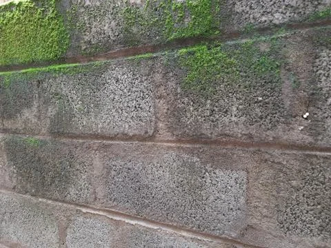Tiny or Small Mushroom and Moss in a old wall Stock Photos