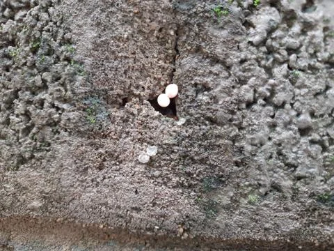Tiny or Small Mushroom and Moss in a old wall Stock Photos