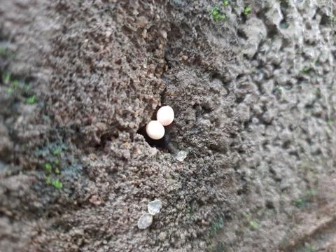 Tiny or Small Mushroom and Moss in a old wall 스톡 사진