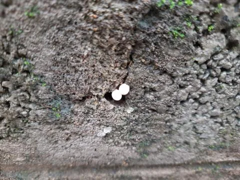 Tiny or Small Mushroom and Moss in a old wall Stock Photos