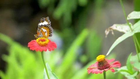 Tiny orange and black butterfly on bright pink flower. Butterflies are Stock Footage 113220390