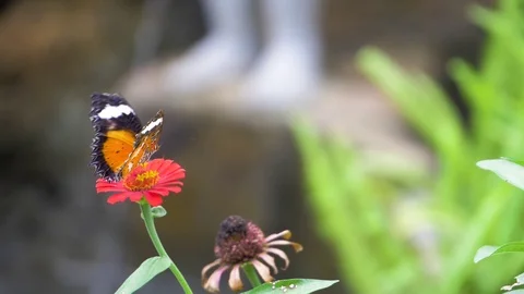 Tiny orange and black fritillary on a pink flower. Waterfall out of focus Stock Footage 113220499
