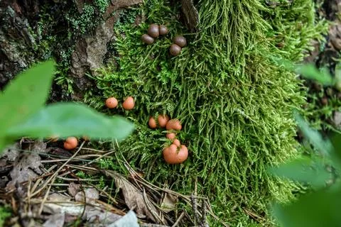 Tiny orange and brown slime mold fruiting bodies on lush green mossy tree bar Stock Photos