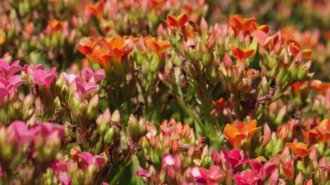 Tiny orange and pink flower buds blossoms and blooms dance nervously and jit Stock Footage 242365960
