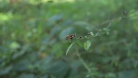 A tiny orange beetle with black dots is cleaning its abdomen by hands Video stock 231574891