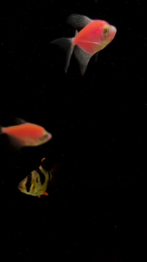 Tiny orange, blue, pink black tetra fish swims in dark water Video stock 297209435