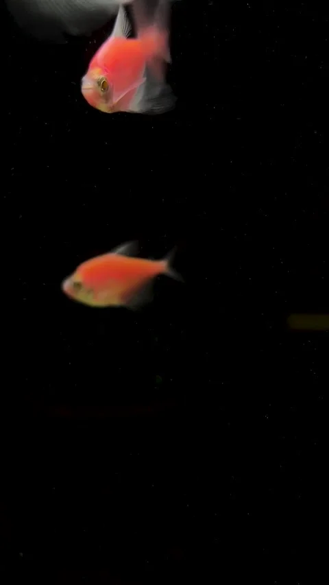 Tiny orange, blue, pink black tetra fish swims in dark water Video stock 306261971