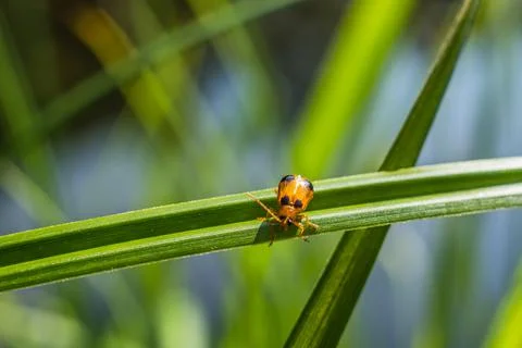Tiny orange bug on blade of grass at the pond against blurry background Stock Photos