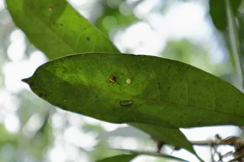 A tiny orange cobweb spider with its egg sac on the underside leaf surface 写真素材