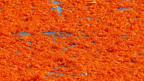Tiny orange dried shrimp sun-drying on blue fishing net, close-up texture of Stock Footage 346223143