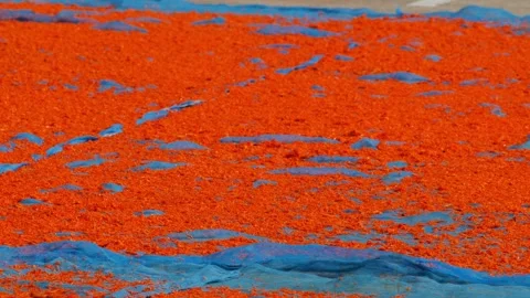Tiny orange dried shrimp sun-drying on blue fishing net, close-up texture of Stock Footage 346298972