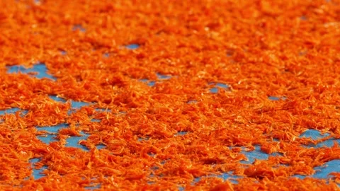 Tiny orange dried shrimp sun-drying on blue fishing net, close-up texture of Stock Footage 346674275