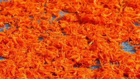 Tiny orange dried shrimp sun-drying on blue fishing net, close-up texture of Stock Footage 346674311