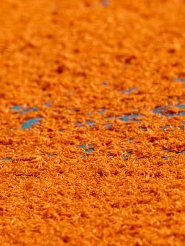 Tiny orange dried shrimp sun-drying on blue fishing net, close-up texture o.. Foto stock