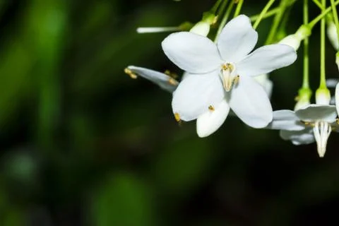 Tiny Orange Flies On A White Flower Stock Photos