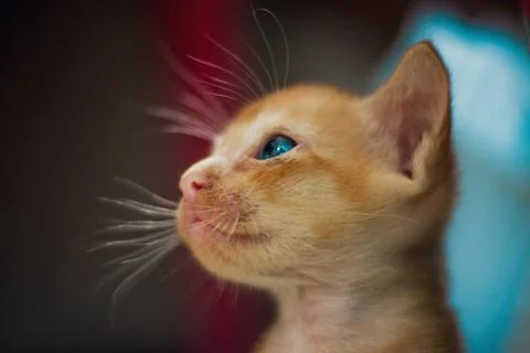 Tiny orange kitten with blue eyes Stock Photos