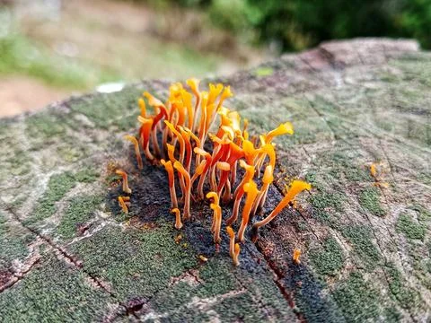 Tiny orange mushrooms growing on tree trunk macro nature Stock Photos