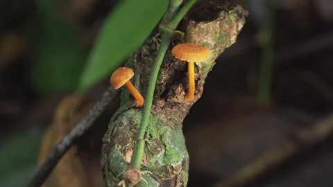 Tiny Orange Mushrooms Growing on Tropical Tree Branch Stock-Footage 335114604