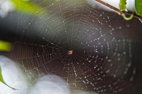 Tiny Orange Orb Weaver Spider on Dew Covered Web at Dawn Photos