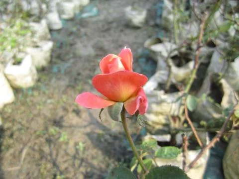 Tiny orange Rose Stock Photos