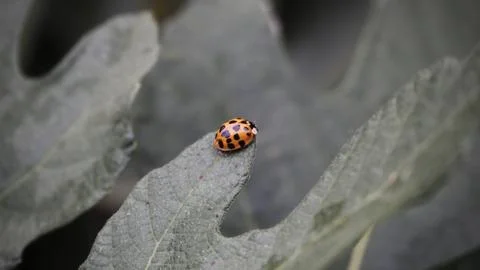 Tiny Orange Spotted Beetle on Pale Leaf Stock Photos