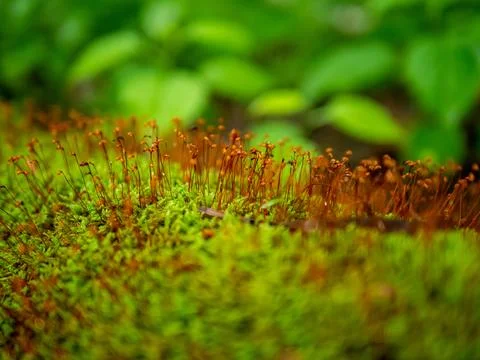 Tiny Orange Sprouts on Moss Covered Log Foto stock
