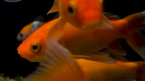 Tiny orange underwater carp fish nishikigoi swims in water Video stock 295971302