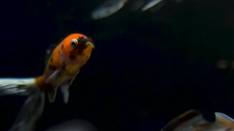 Tiny orange underwater carp fish nishikigoi swims in water Video stock 299929103