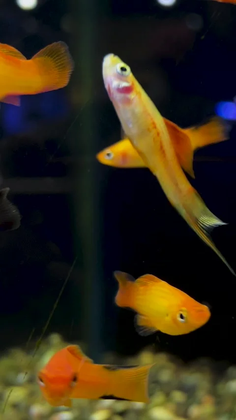 Tiny orange underwater fish swims in dark water in aquarium Video stock 327885146