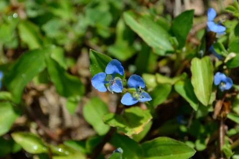 Tiny Orchid on the grass Stock Photos