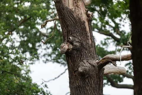 Tiny owl in the tree Stock Photos